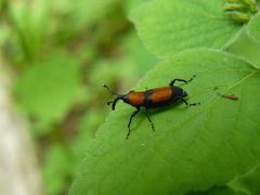 Rhodobaenus