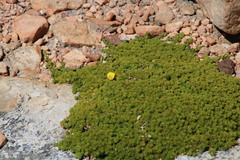 Aspalathus pedicellata