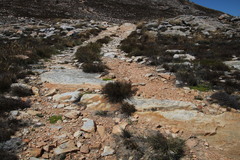 Aspalathus pedicellata