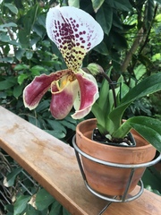 Paphiopedilum