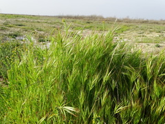Bromus madritensis