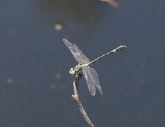 Austroepigomphus praeruptus