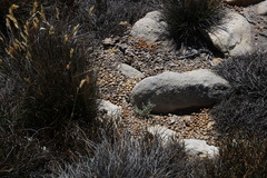 Pronolagus saundersiae