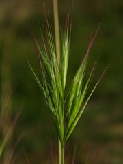 Bromus madritensis