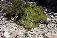 Prismatocarpus alpinus