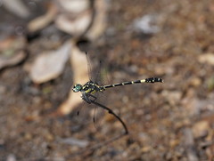Austroepigomphus praeruptus