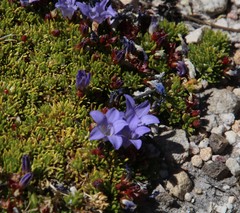 Prismatocarpus alpinus