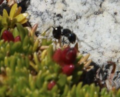 Myrmicaria nigra
