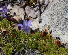 Myrmicaria nigra