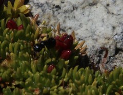 Myrmicaria nigra
