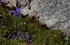 Myrmicaria nigra