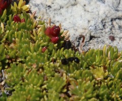Myrmicaria nigra
