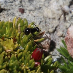 Myrmicaria nigra