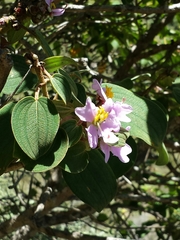 Dichaetanthera