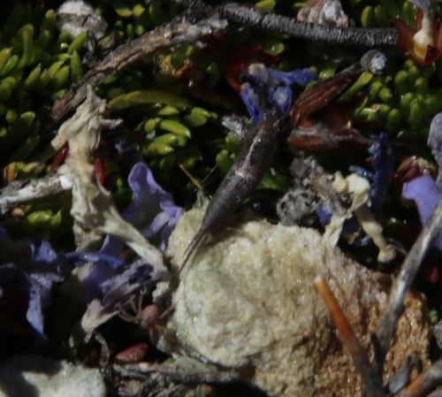 Image of Alpine Shaftfruit (Prismatocarpus alpinus) by (c) Tony Rebelo, some rights reserved (CC BY-SA)