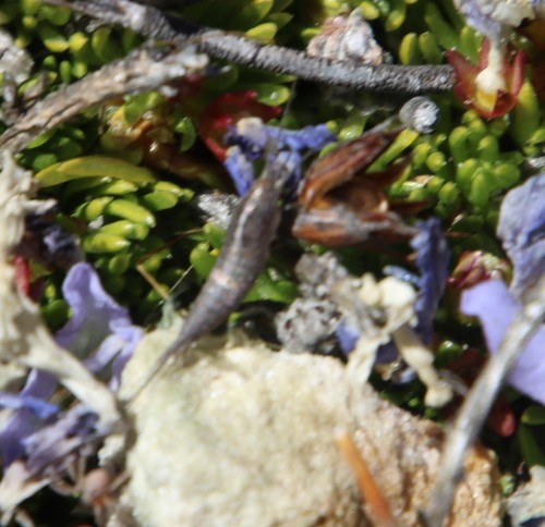 Image of Prismatocarpus alpinus by (c) Tony Rebelo, some rights reserved (CC BY-SA)