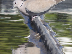Streptopelia decaocto