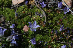 Prismatocarpus alpinus