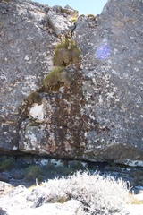 Lasallia
