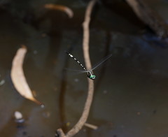 Parasynthemis regina