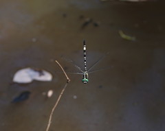 Parasynthemis regina