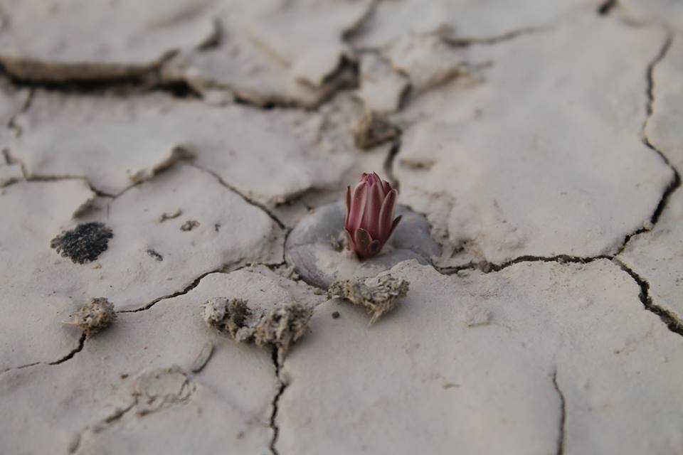 Lophophora diffusa