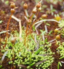 Conostomum pentastichum