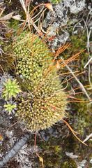 Conostomum pentastichum