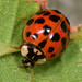 Asian Lady Beetle - Photo (c) Paolo Mazzei, some rights reserved (CC BY-NC), uploaded by Paolo Mazzei