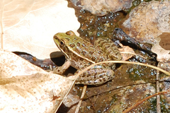 Lithobates yavapaiensis