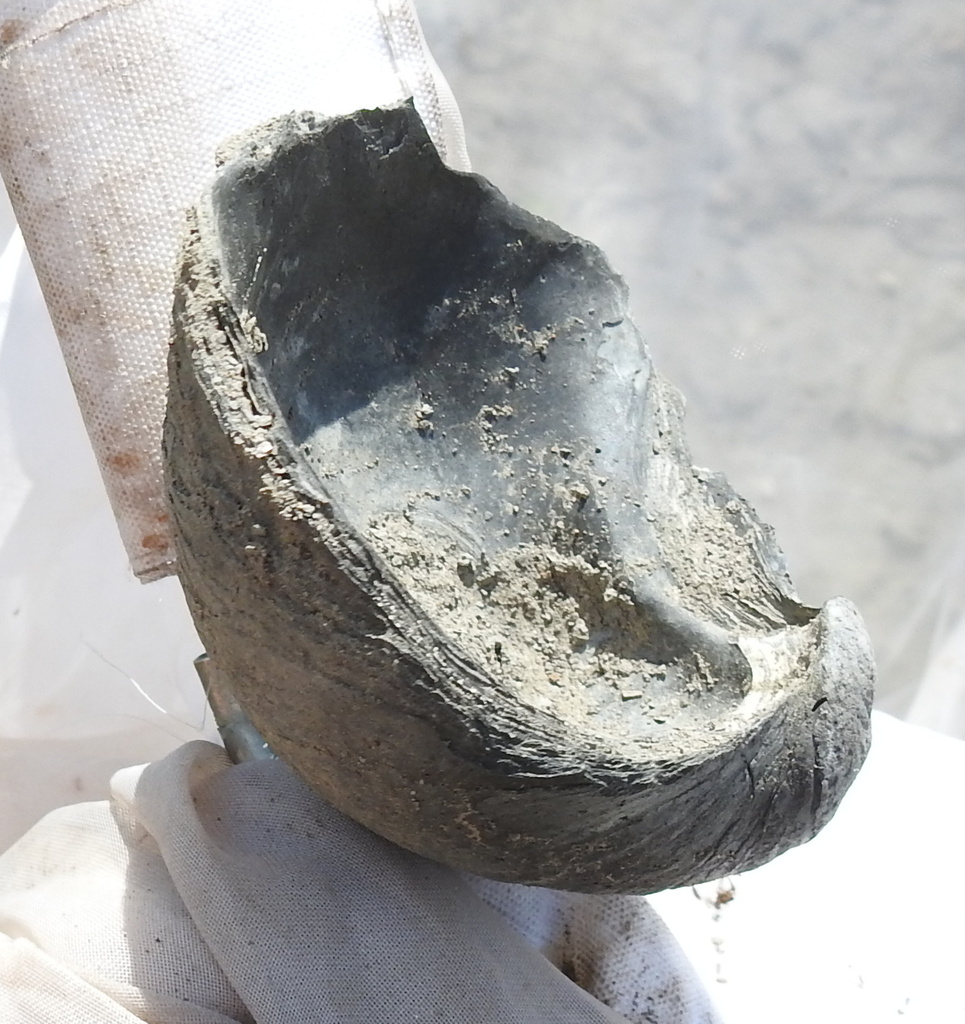 Jurassic Devil's Toenail Oysters