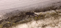 Ctenolepisma lineatum