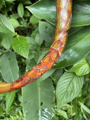 Costus pulverulentus image