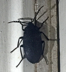 Penthe pimelia
