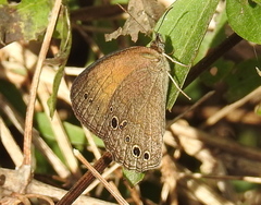 Pharneuptychia phares