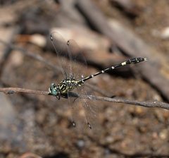 Austrogomphus cornutus