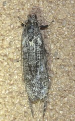 Gerontha acrosthenia