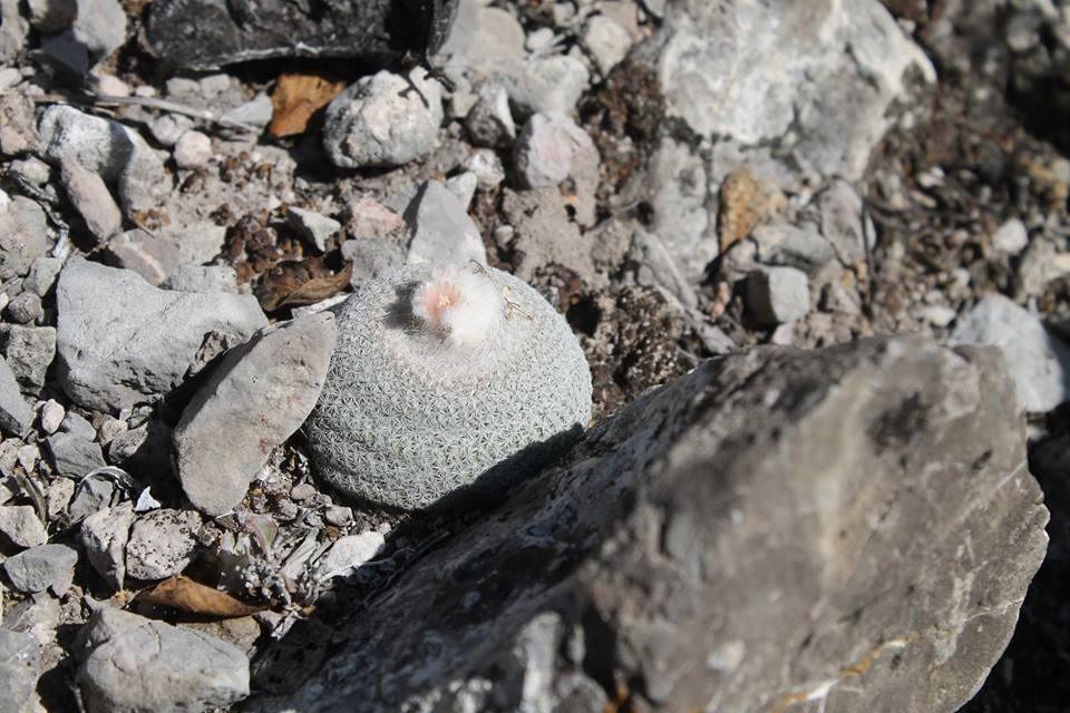 Epithelantha potosina, Guadalcázar, S.L.P., México