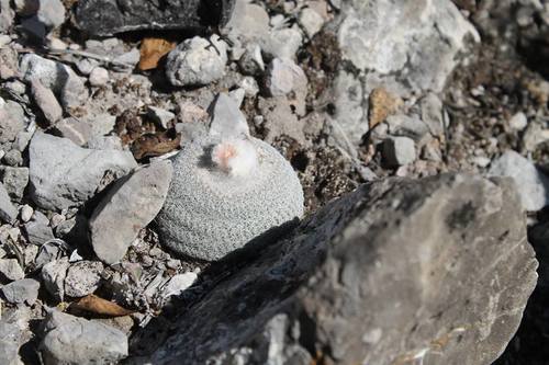 Epithelantha potosina