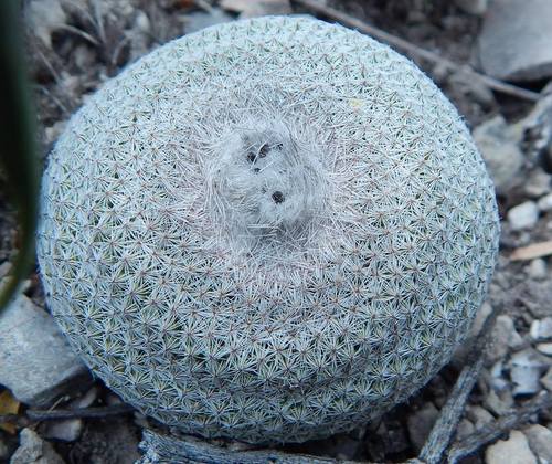 Epithelantha potosina