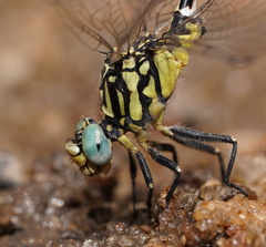 Austrogomphus cornutus