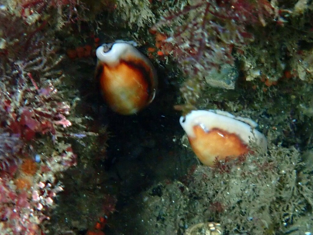 Chestnut Cowry from Mission Beach, San Diego, CA 92109, USA on August 2 ...