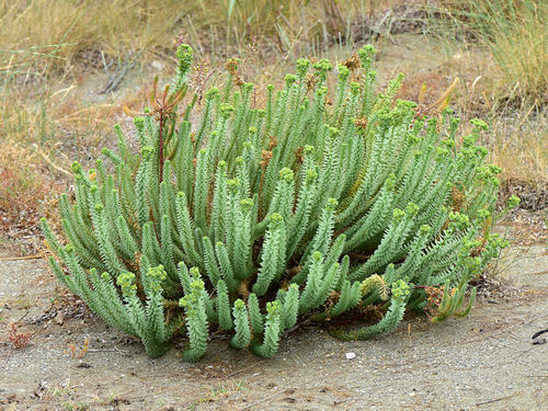 Sea Spurge