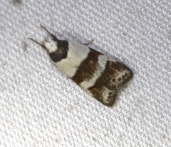 Eulechria triferella