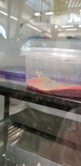 Hymenopus coronatus