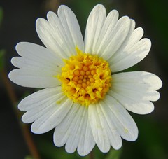 Layia pentachaeta albida