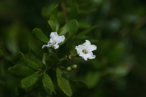 smooth strongbark (Bourreria cassinifolia)