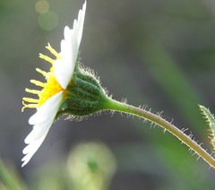 Layia pentachaeta albida