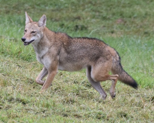 Coyote photographed in Georgia