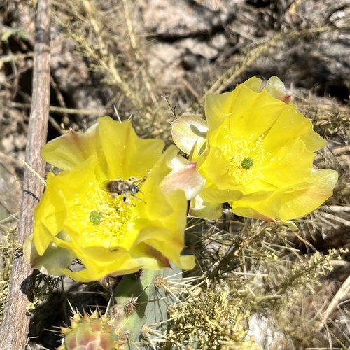 iNaturalist observation photo of Coastal Pricklypear